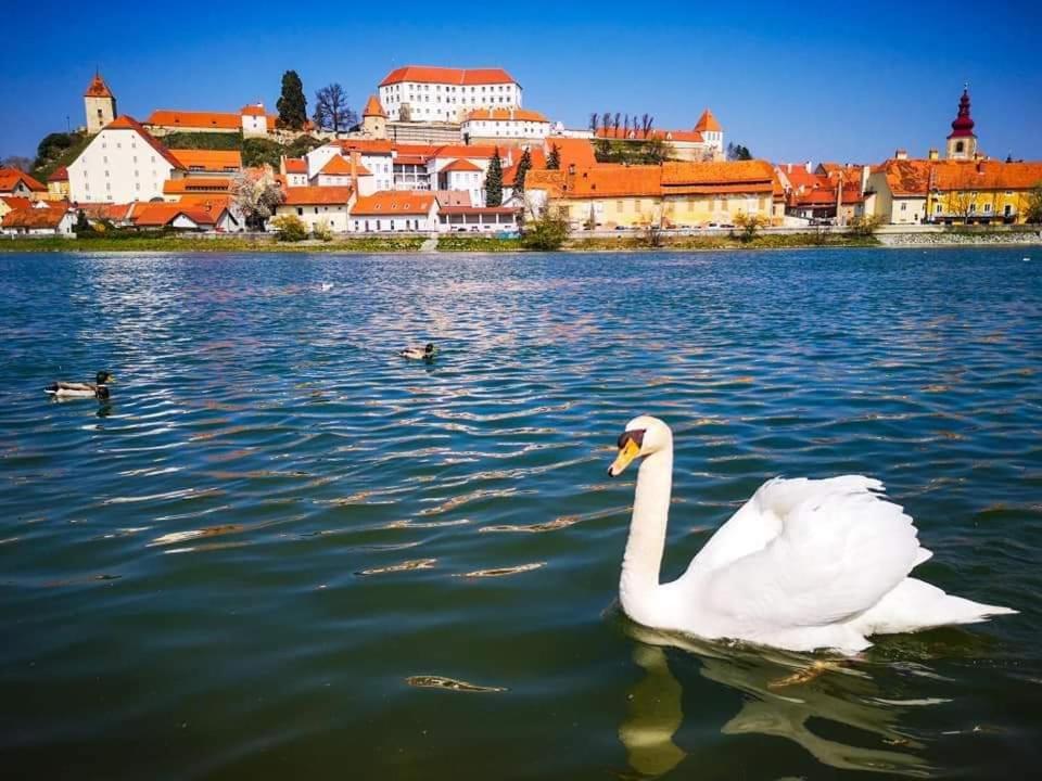 Hostel Sonce Ptuj Esterno foto